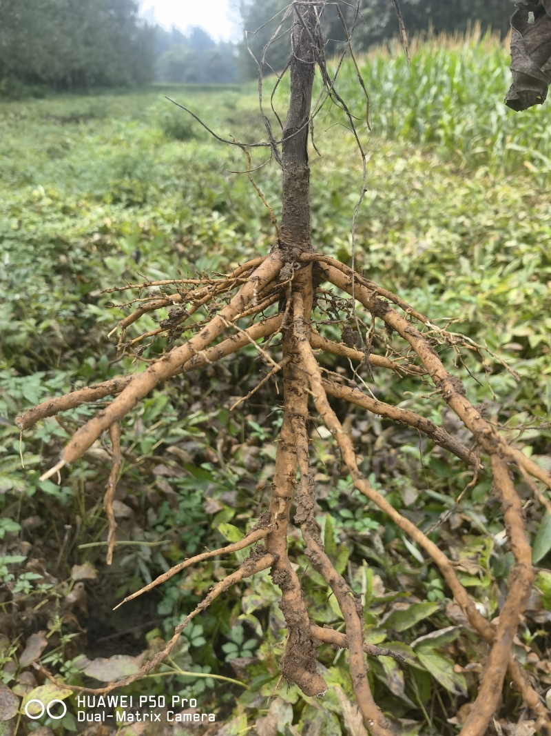 2024年牡丹苗1-3年药用白花牡丹苗油用牡丹苗批发
