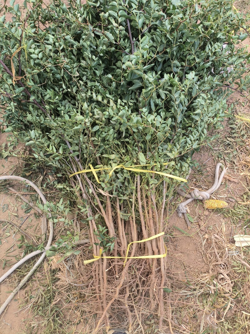 晋酸三号酸枣树苗山地坡地旱地种植双仁酸枣高产酸枣