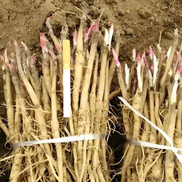 油用牡丹苗1-3年现货供油用牡丹苗牡丹苗大量供应中