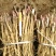 油用牡丹苗1-3年现货供油用牡丹苗牡丹苗大量供应中