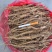 油用牡丹苗1-3年现货供油用牡丹苗牡丹苗大量供应中