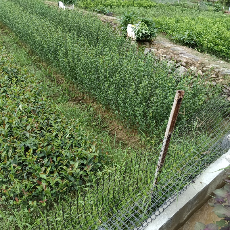 枳壳苗、药用枳壳苗、规格齐全，品质保证，欢迎来电咨询