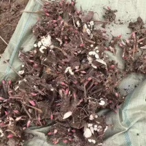2024年白芍种苗白芍芽子亳州正宗白芍芽子供应白芍种苗批