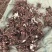 2024年白芍种苗白芍芽子亳州正宗白芍芽子供应白芍种苗批