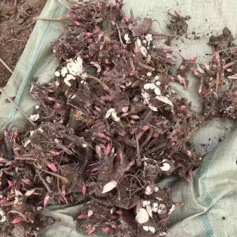 2024年白芍种苗白芍芽子亳州正宗白芍芽子供应白芍种苗批
