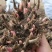 2024年白芍种苗白芍芽子亳州正宗白芍芽子供应白芍种苗批