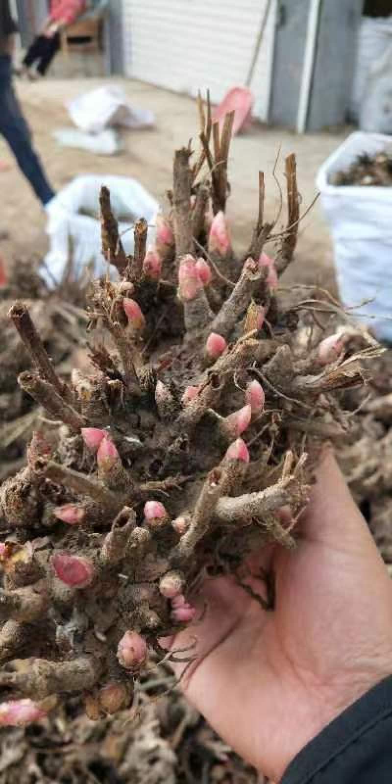 2024年白芍种苗白芍芽子亳州正宗白芍芽子供应白芍种苗批