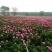 2024年白芍种苗白芍芽子亳州正宗白芍芽子供应白芍种苗批