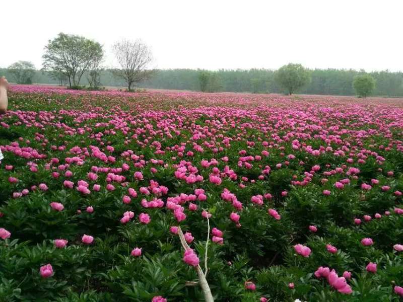 2024年白芍种苗白芍芽子亳州正宗白芍芽子供应白芍种苗批