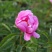 2024年白芍种苗白芍芽子亳州正宗白芍芽子供应白芍种苗批