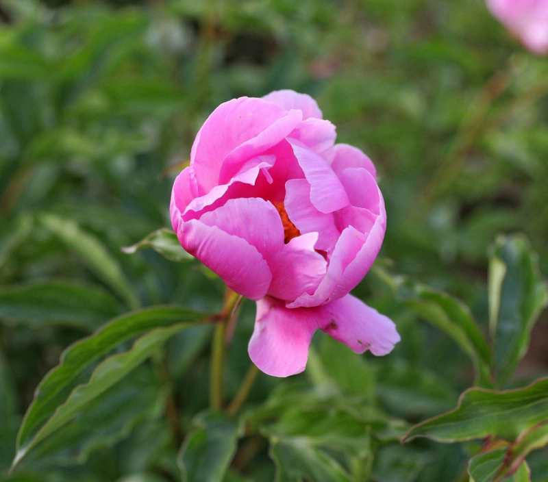 2024年白芍种苗白芍芽子亳州正宗白芍芽子供应白芍种苗批