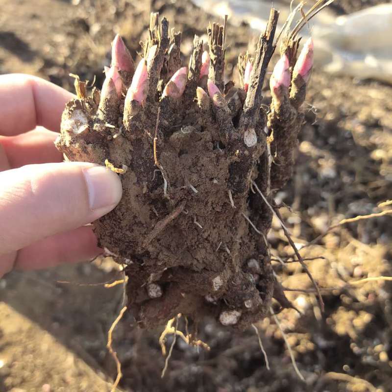 2024年白芍种苗白芍芽子亳州正宗白芍芽子供应白芍种苗批