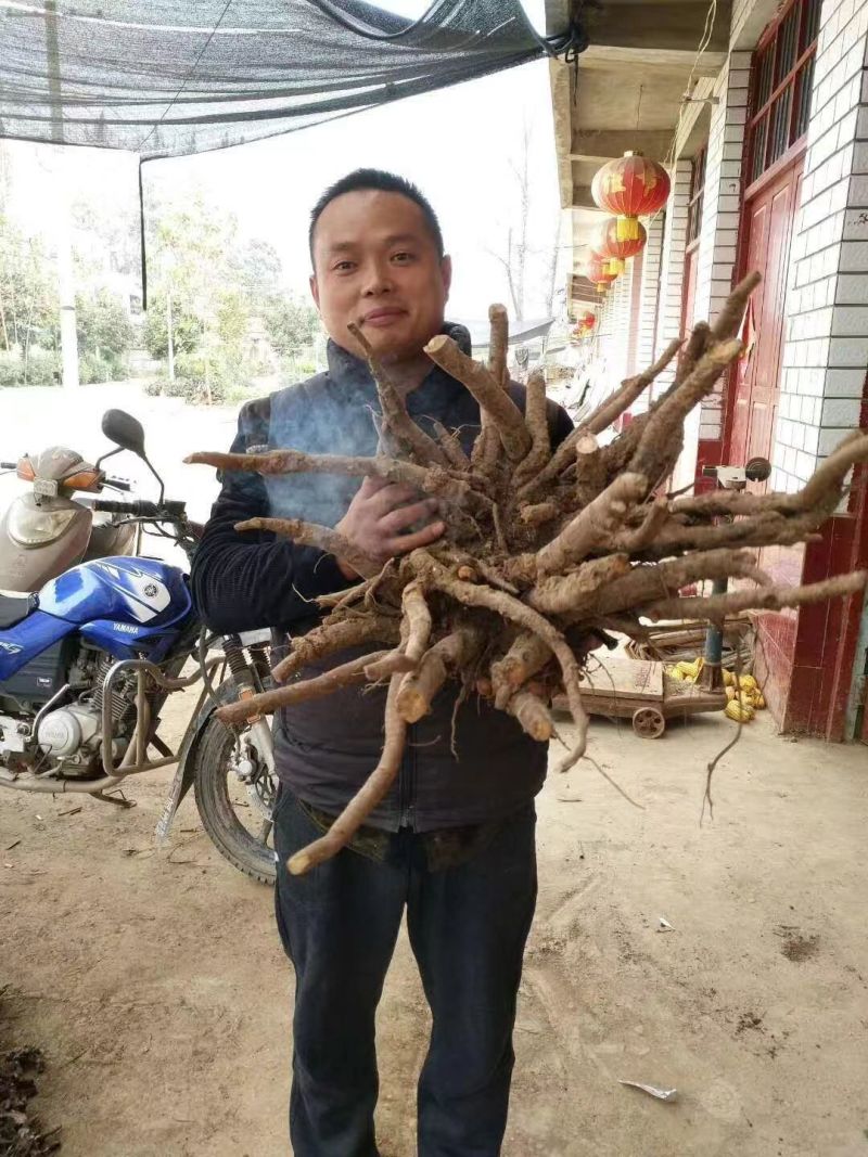 2024年白芍种苗白芍芽子亳州正宗白芍芽子供应白芍种苗批
