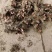 2024年白芍种苗白芍芽子亳州正宗白芍芽子供应白芍种苗批