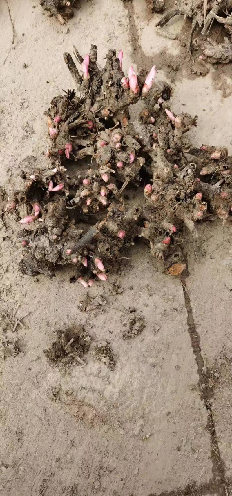 2024年白芍种苗白芍芽子亳州正宗白芍芽子供应白芍种苗批