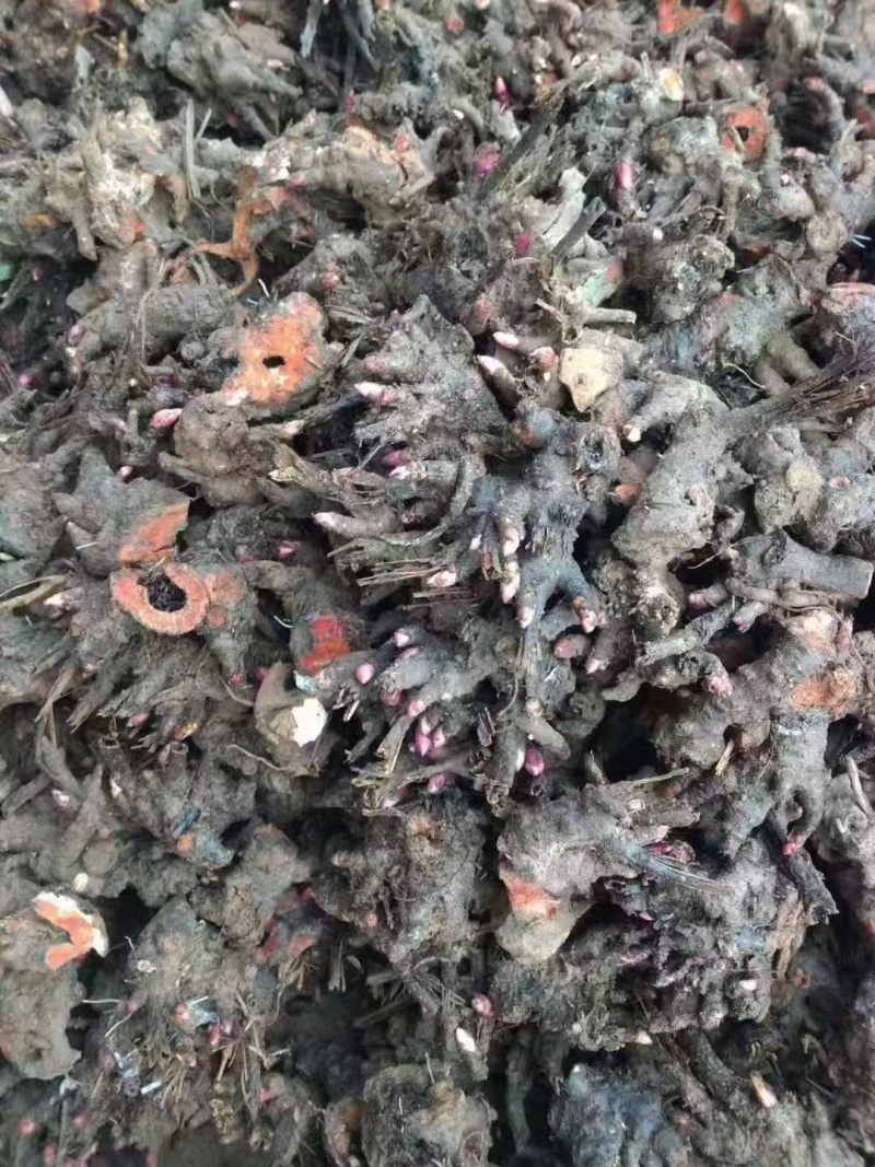 2024年白芍种苗白芍芽子亳州正宗白芍芽子供应白芍种苗批