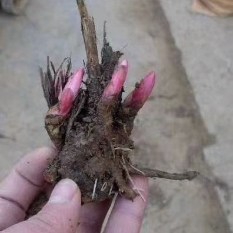 2024年白芍种苗白芍芽子亳州正宗白芍芽子供应白芍种苗批