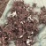 2024年白芍种苗白芍芽子亳州正宗白芍芽子供应白芍种苗批