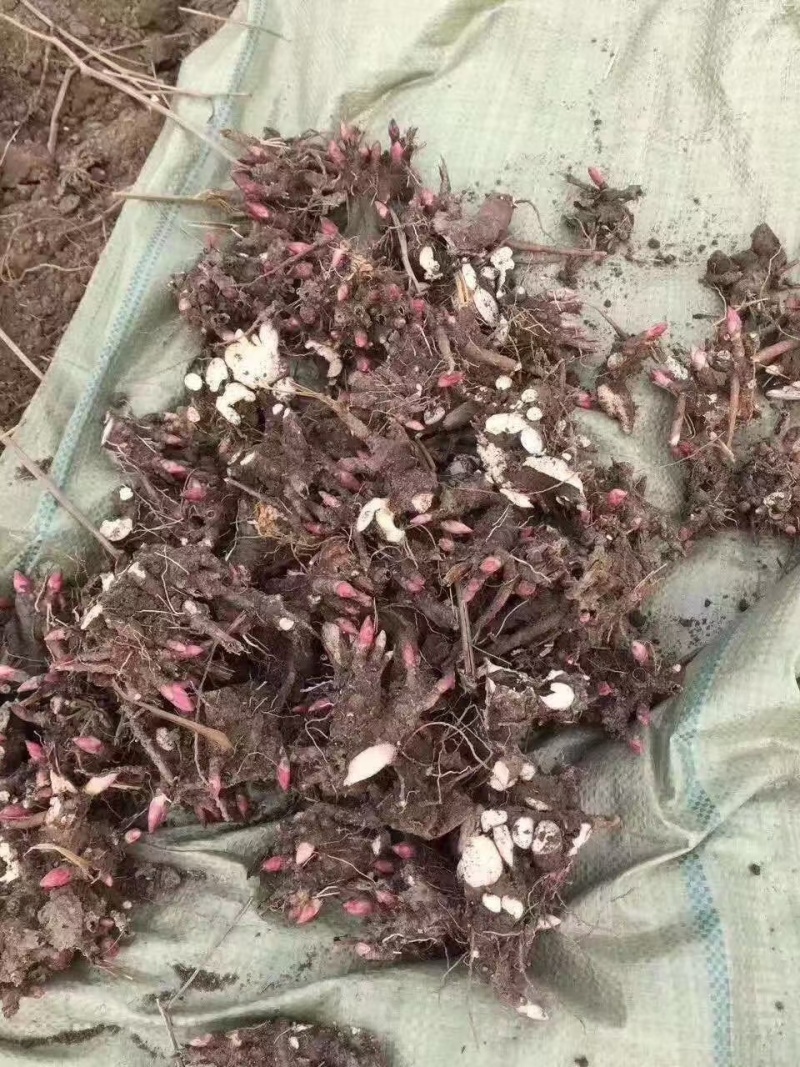 2024年白芍种苗白芍芽子亳州正宗白芍芽子供应白芍种苗批