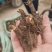 2024年白芍种苗白芍芽子亳州正宗白芍芽子供应白芍种苗批