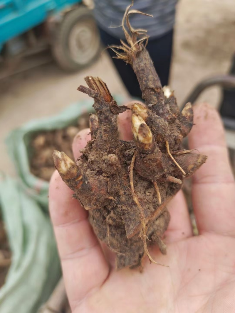 2024年白芍种苗白芍芽子亳州正宗白芍芽子供应白芍种苗批
