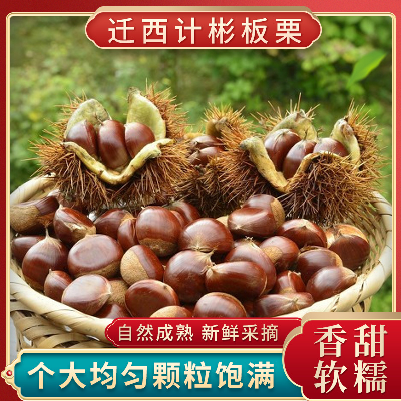 正宗青龙老树板栗软糯香甜皮薄肉黄产地发货