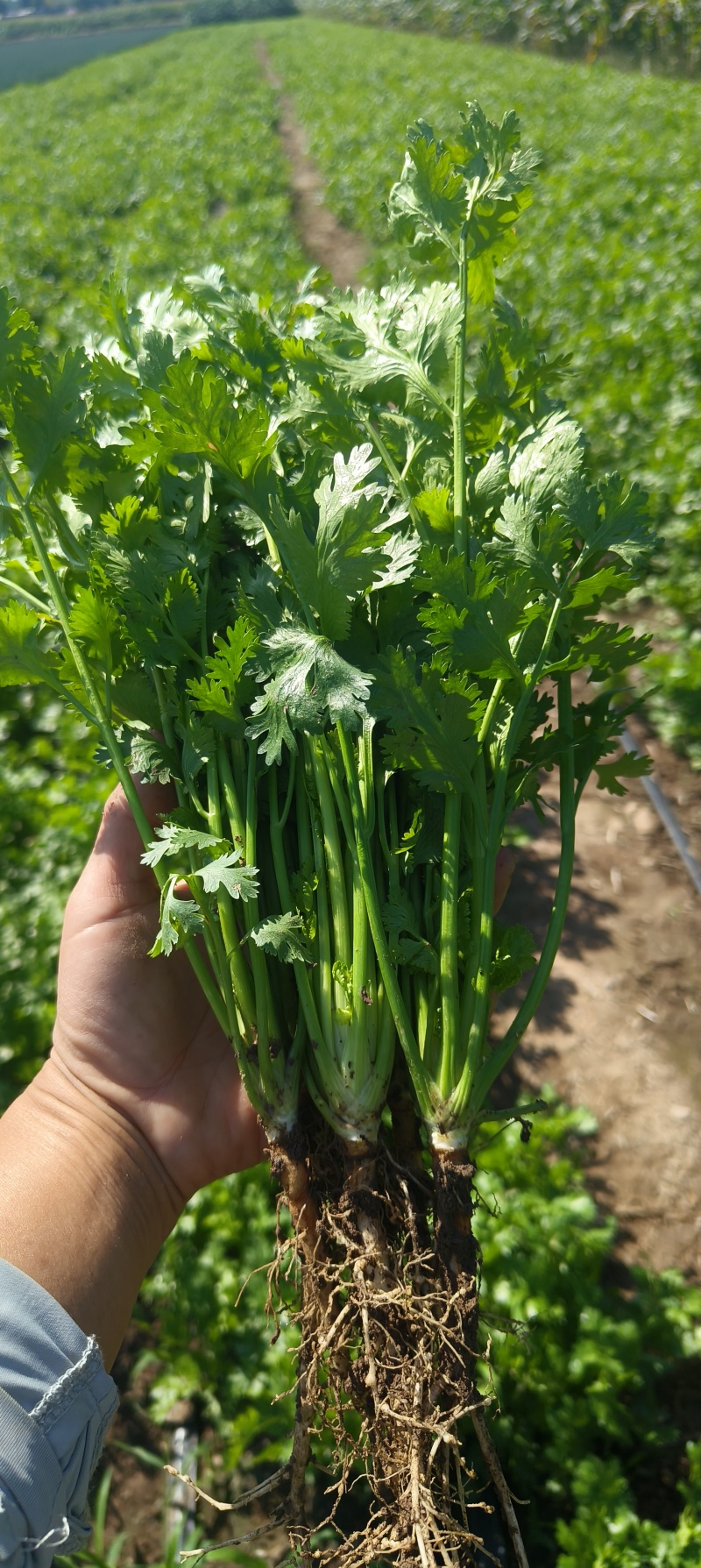 山东潍坊铁秆青香菜继将上市，欢迎老板们来电咨询！