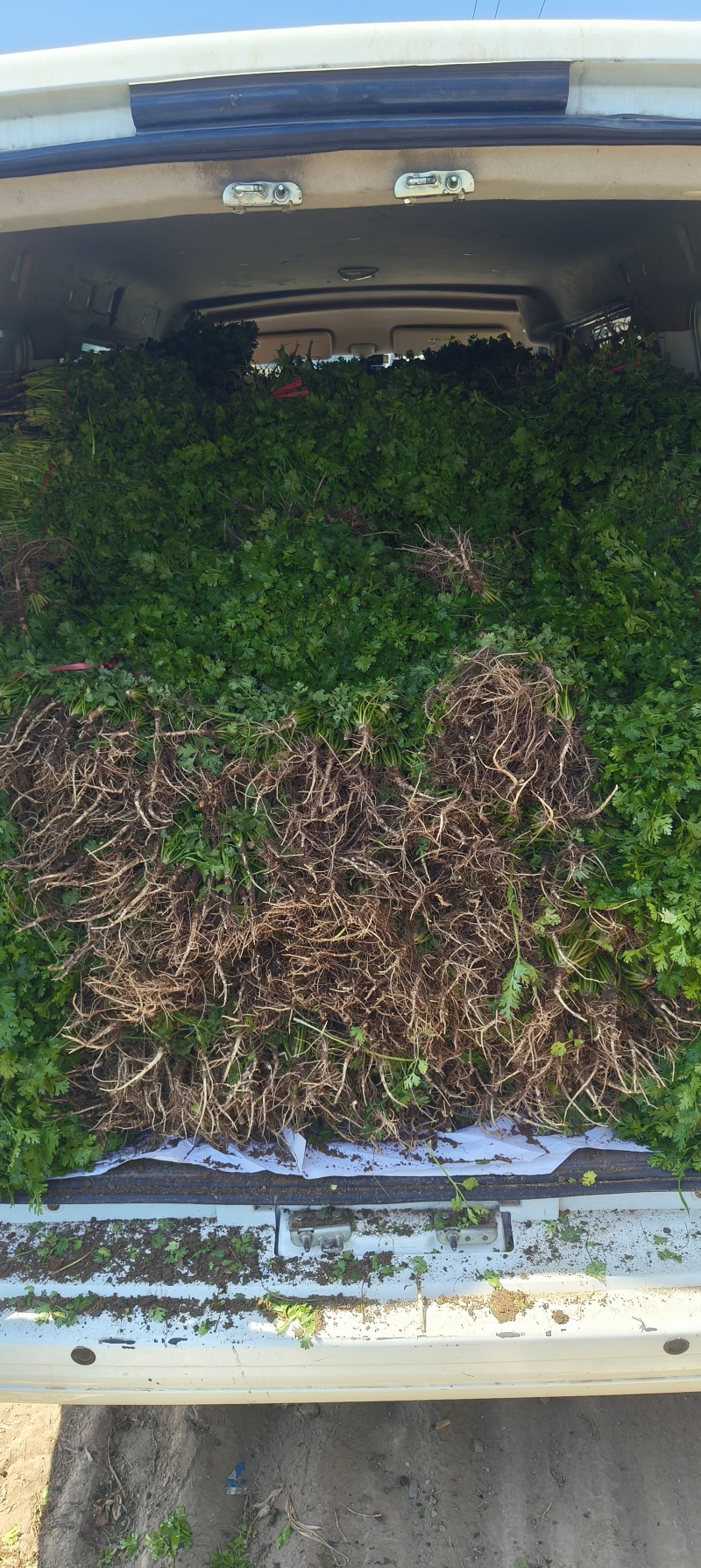 山东潍坊铁秆青香菜继将上市，欢迎老板们来电咨询！