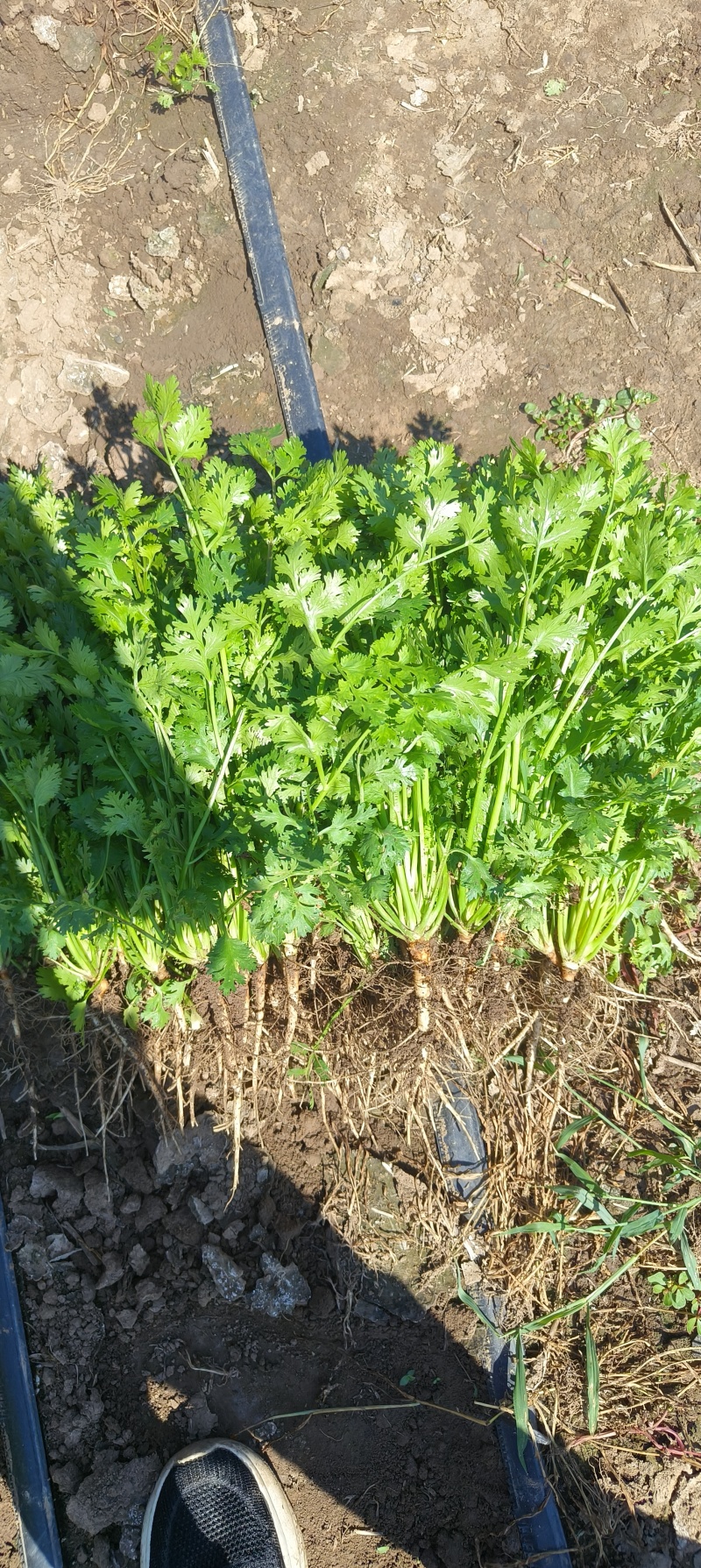 山东潍坊铁秆青香菜继将上市，欢迎老板们来电咨询！