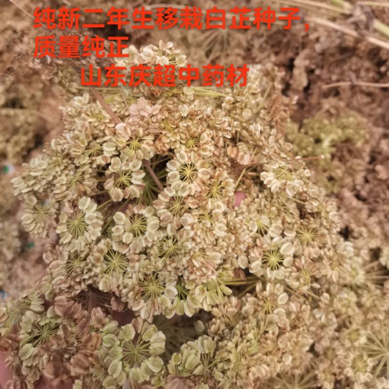 白芷种子，纯新二年生移栽白芷种子，分批采收，颗粒饱满