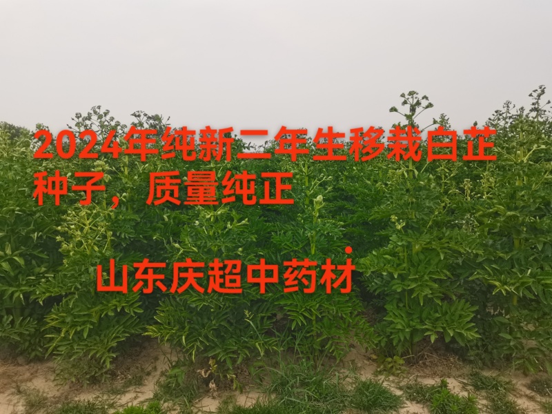白芷种子，纯新二年生移栽白芷种子，分批采收，颗粒饱满