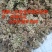 白芷种子，纯新二年生移栽白芷种子，分批采收，颗粒饱满