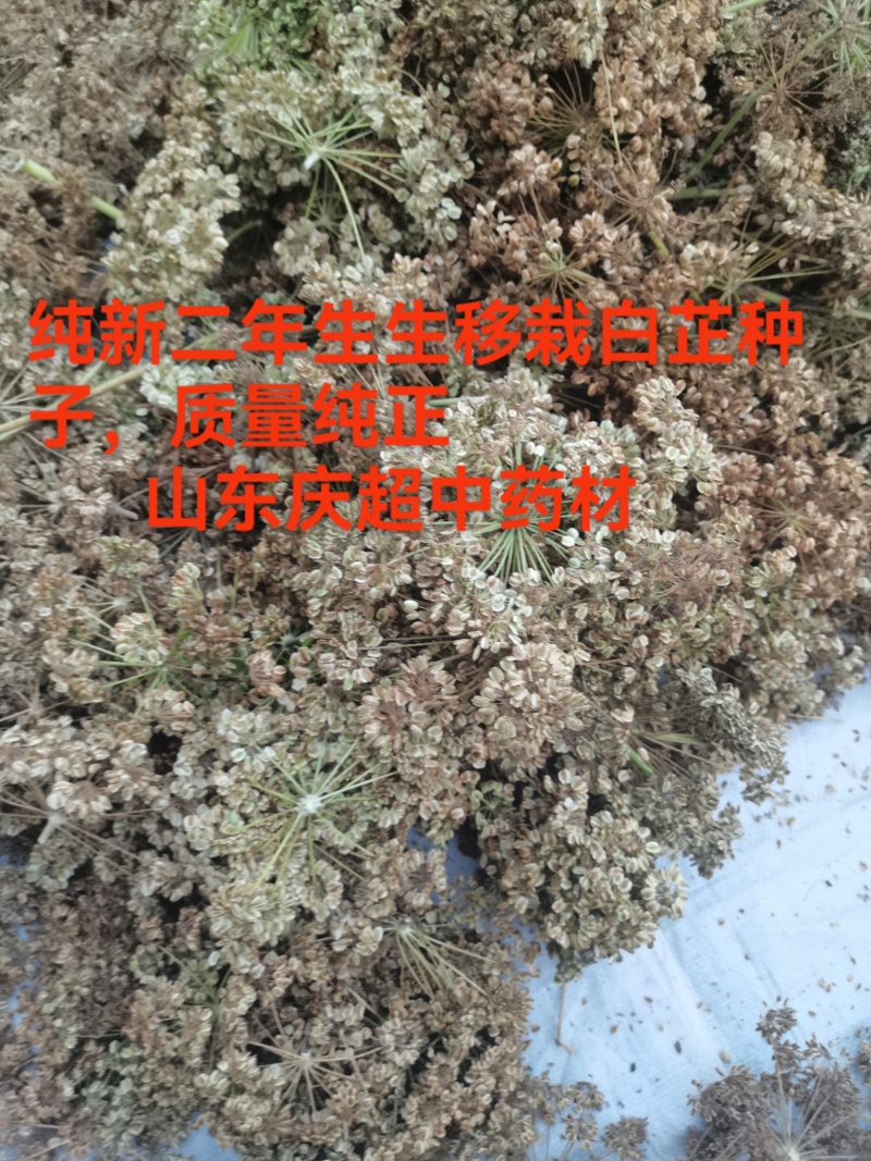 白芷种子，纯新二年生移栽白芷种子，分批采收，颗粒饱满