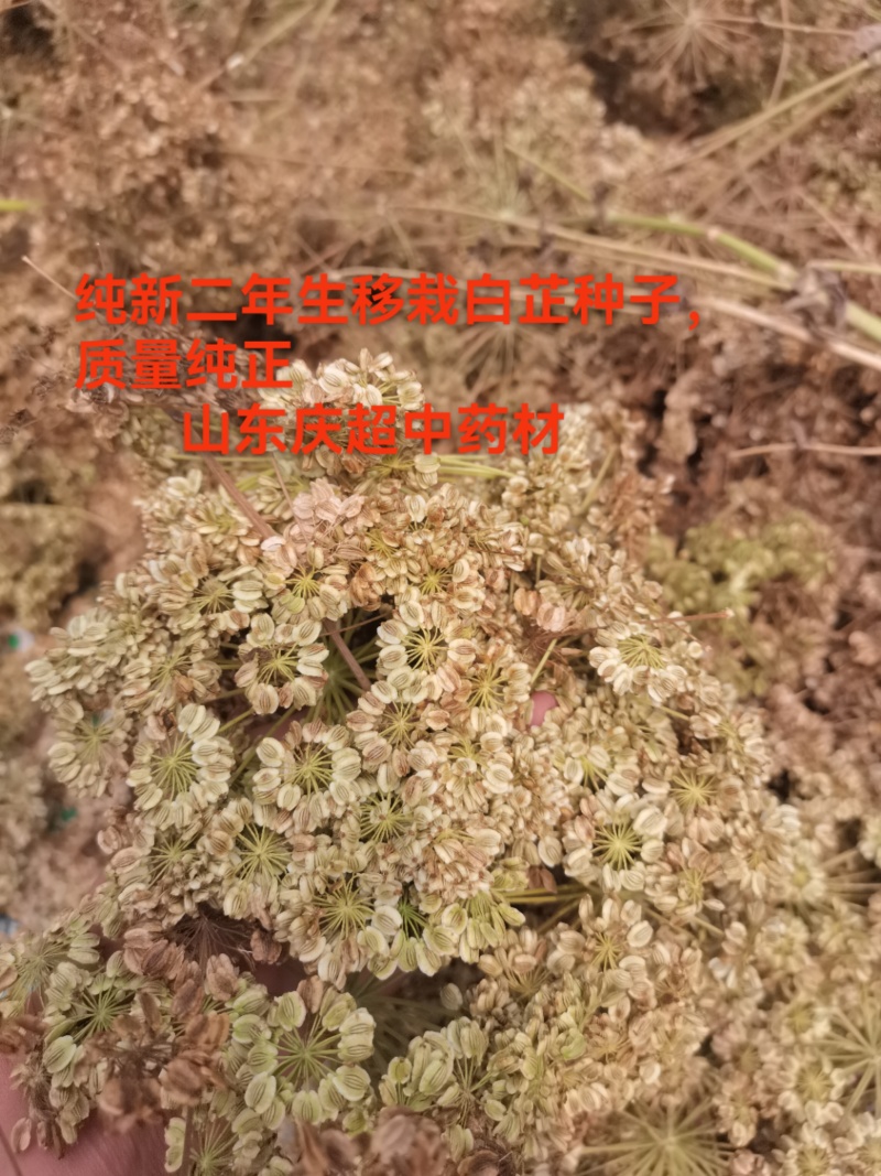 白芷种子，纯新二年生移栽白芷种子，分批采收，颗粒饱满