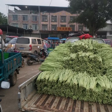 大量供应豆角