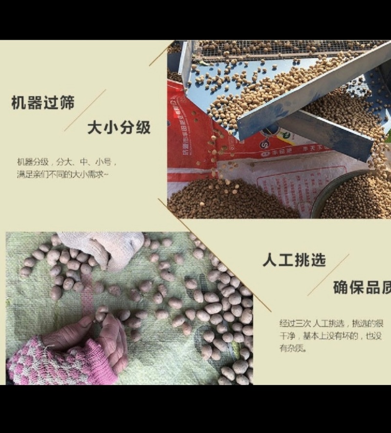 小白嘴山药豆，产地直供，香甜软糯，颗粒均匀。营养美味。