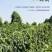 小白嘴山药豆，产地直供，香甜软糯，颗粒均匀。营养美味。