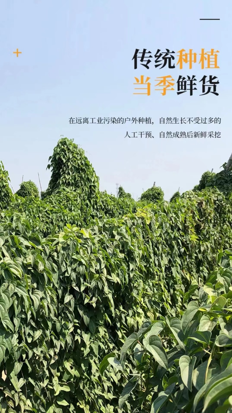 小白嘴山药豆，产地直供，香甜软糯，颗粒均匀。营养美味。