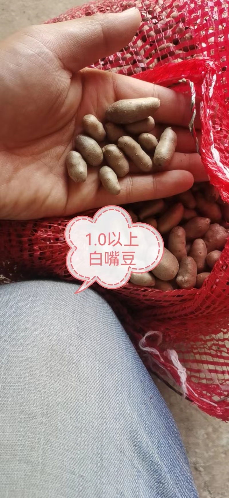 小白嘴山药豆，产地直供，香甜软糯，颗粒均匀。营养美味。
