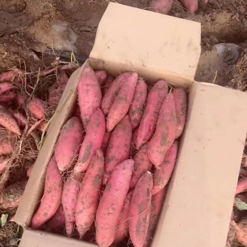 绵阳基地疯狂促销品质烟薯