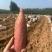 绵阳基地疯狂促销品质烟薯