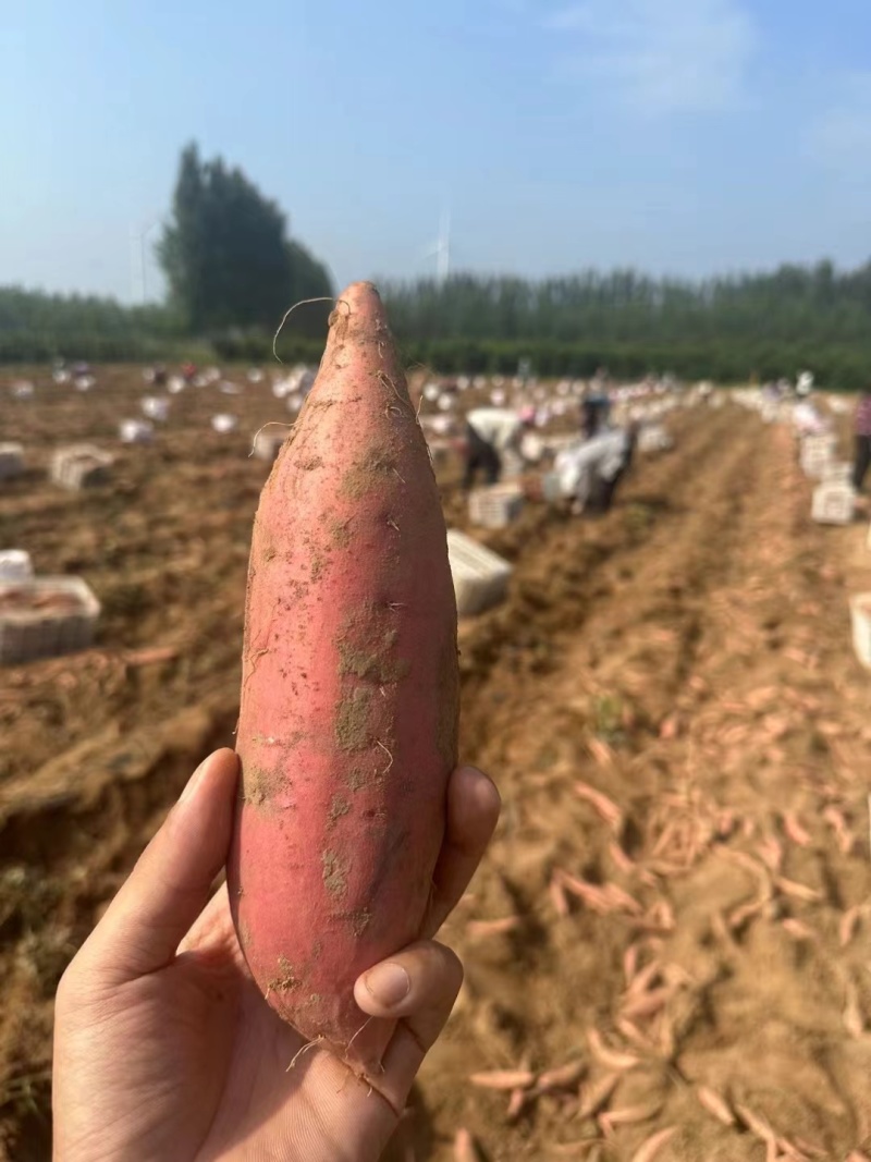 绵阳基地疯狂促销品质烟薯