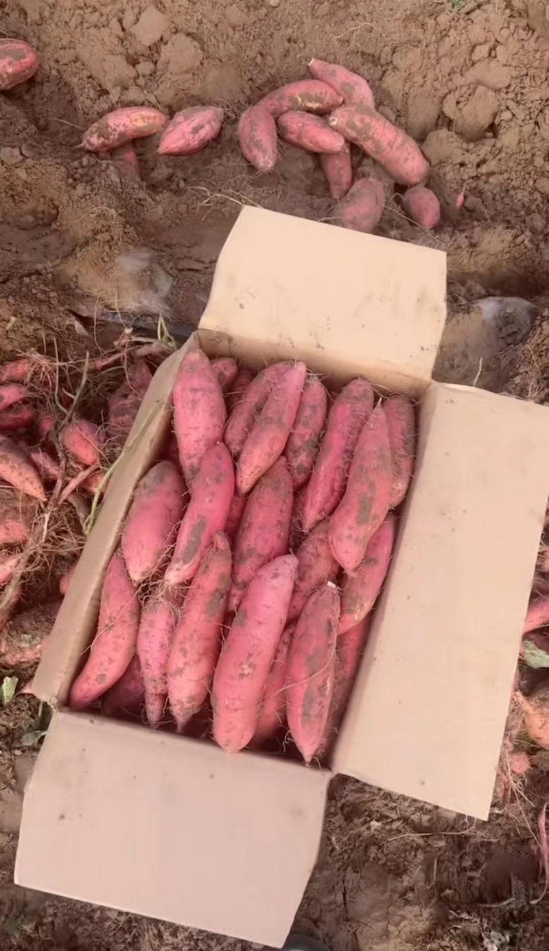 绵阳基地疯狂促销品质烟薯