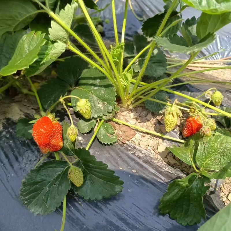精品草莓苗，产地直发，质量保证，成活率高，欢迎选购