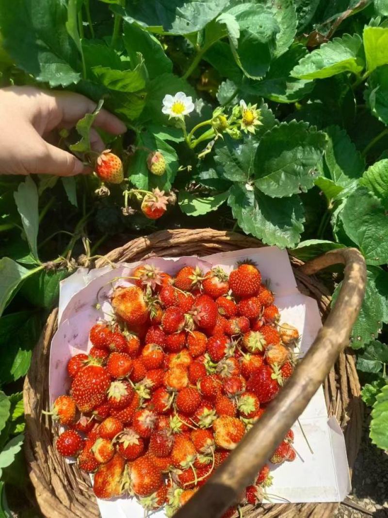 精品草莓苗，产地直发，质量保证，成活率高，欢迎选购