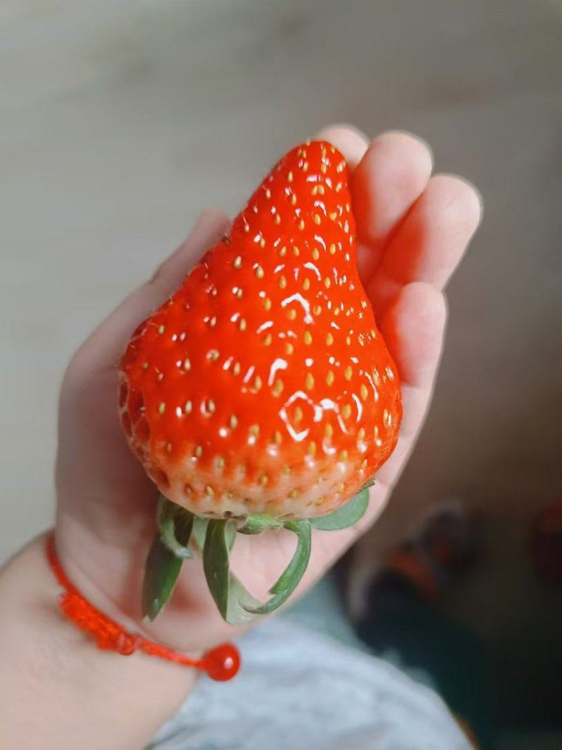 精品草莓苗，产地直发，质量保证，成活率高，欢迎选购