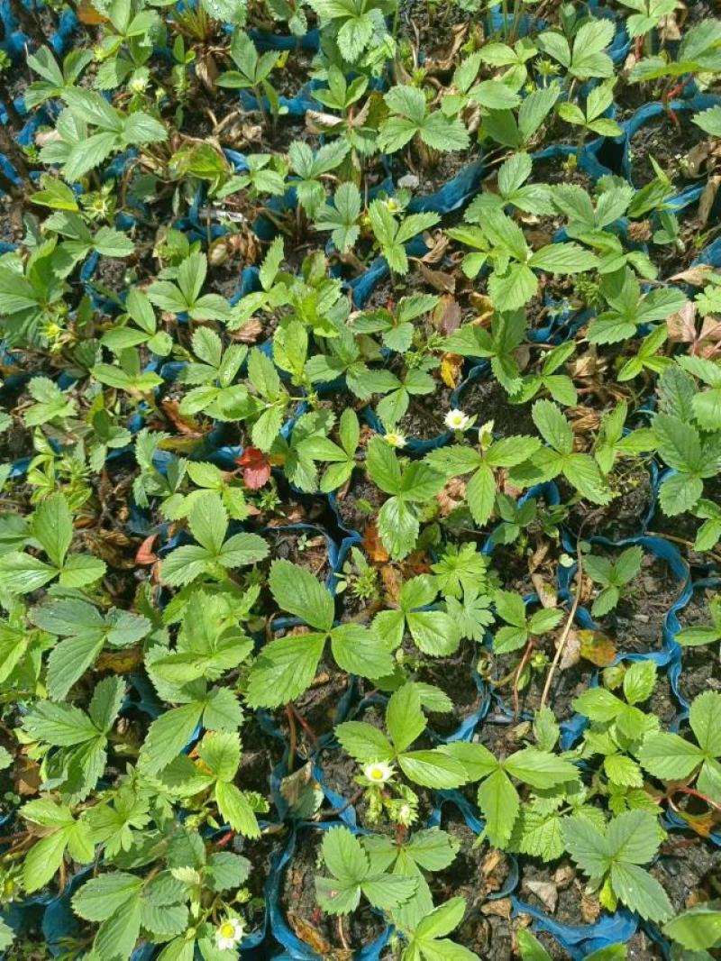 精品草莓苗，产地直发，质量保证，成活率高，欢迎选购