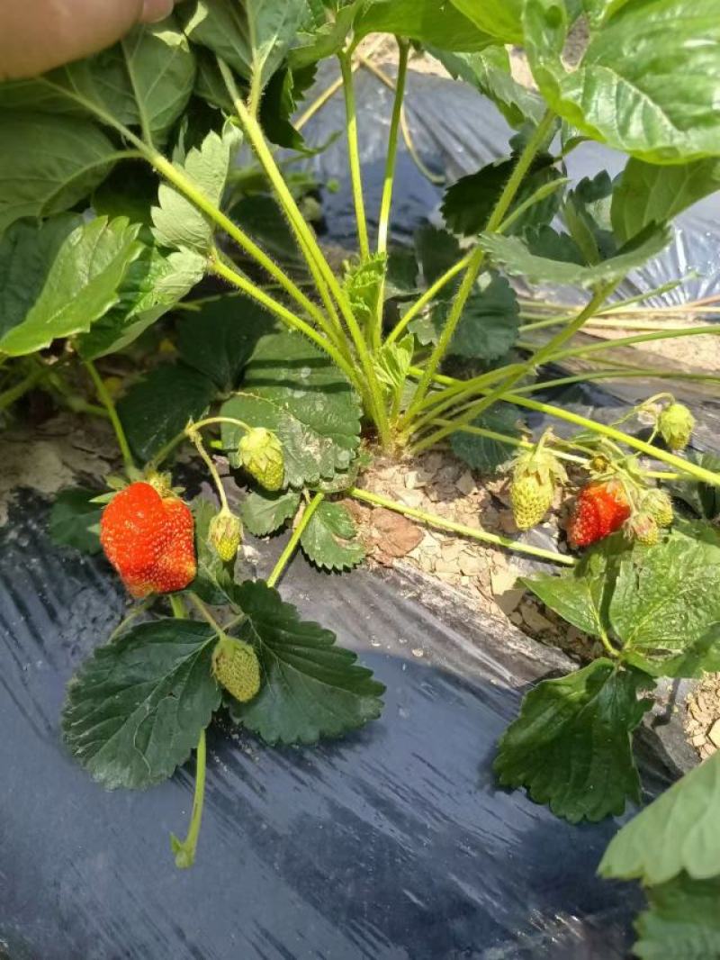 精品草莓苗，产地直发，质量保证，成活率高，欢迎选购