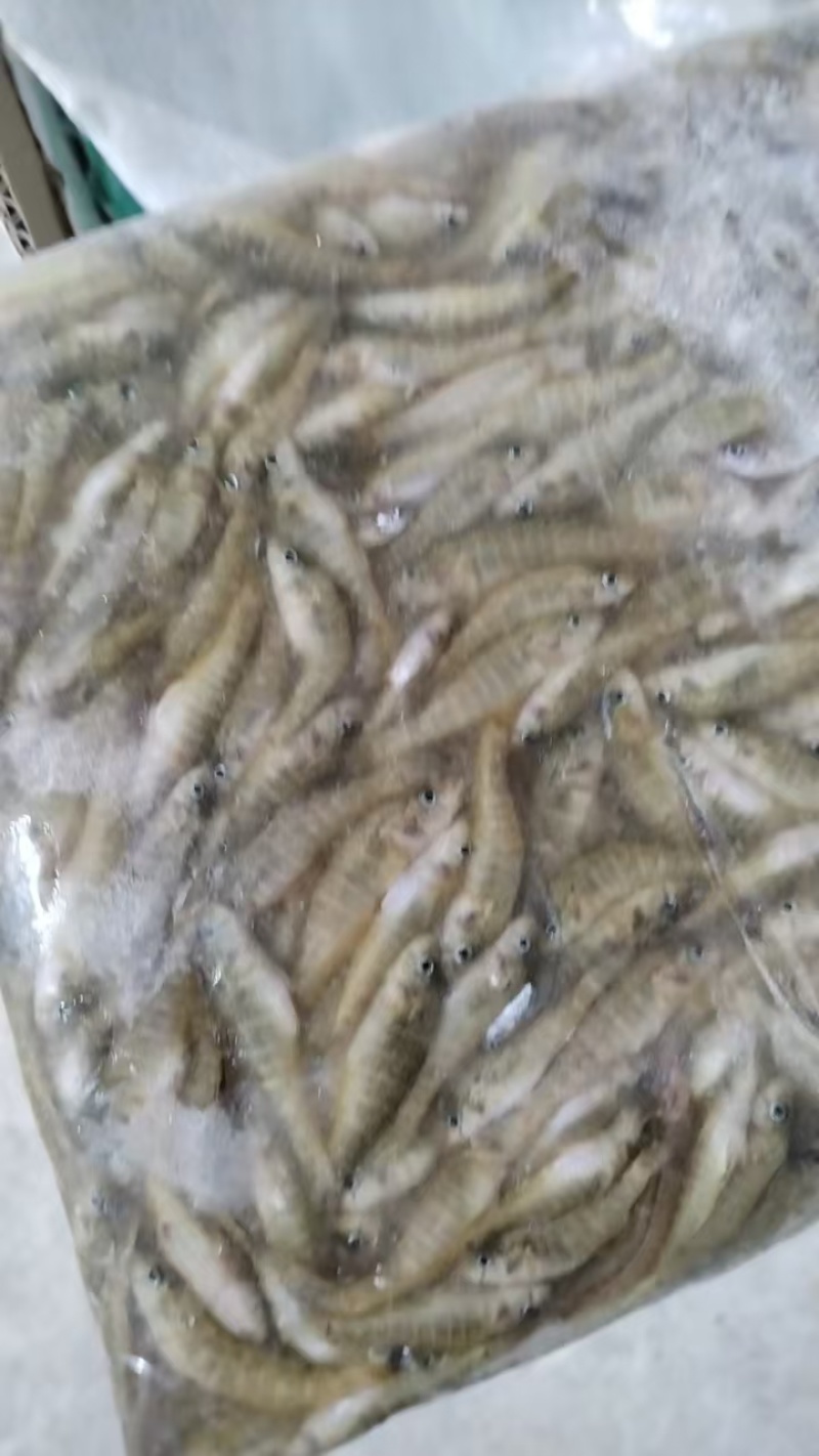 小木鱼