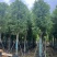 香樟10～12公分基地直销大小规格齐全质量优质大冠幅